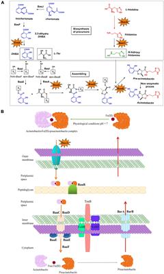 In-Depth Analysis of the Role of the Acinetobactin Cluster in the Virulence of Acinetobacter baumannii